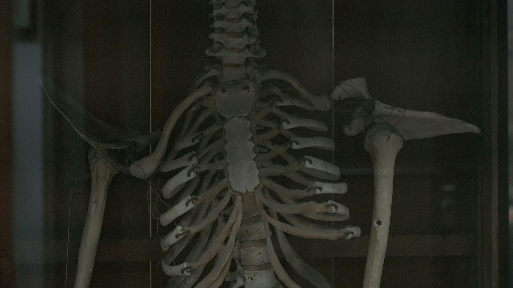 WEB不在研究室的標本錄像截圖-二中人骨標本2